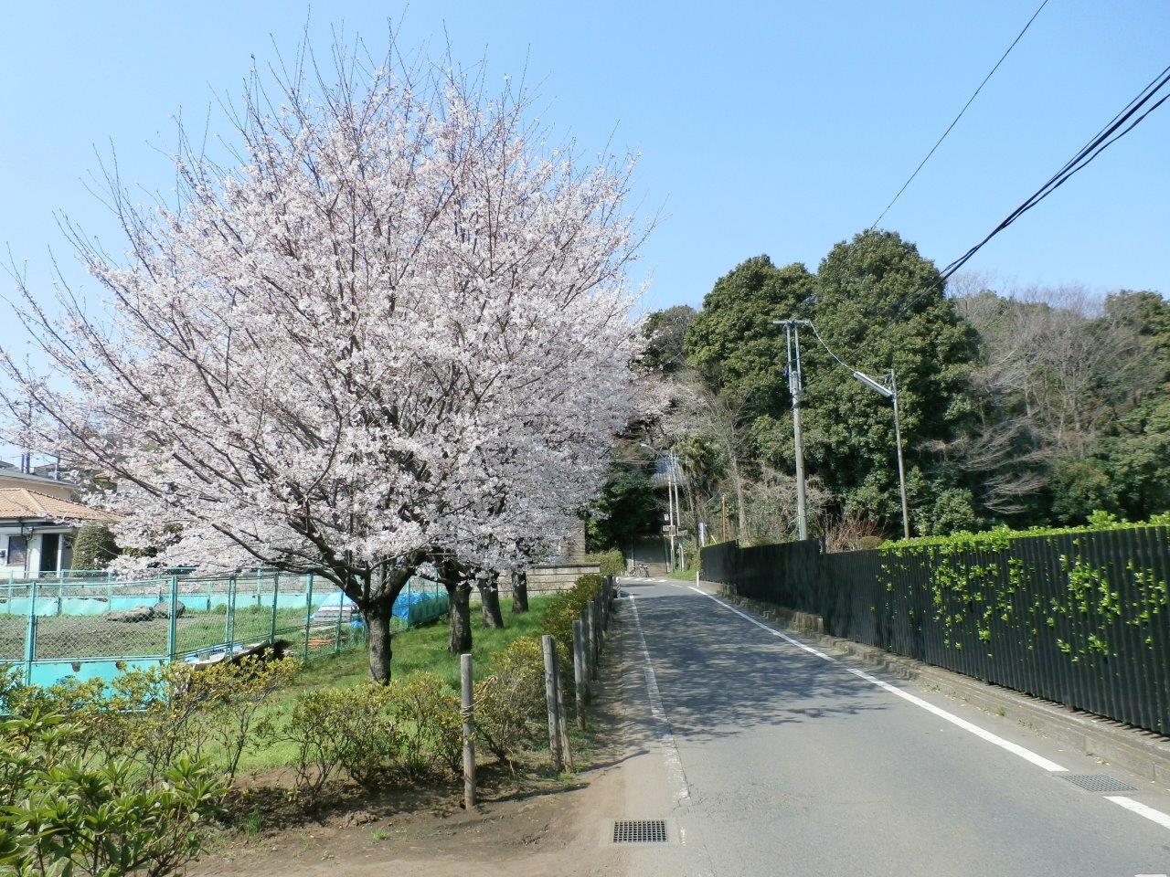 国分寺市西元町　沿道の桜　国分寺のお寺近くでとても綺麗